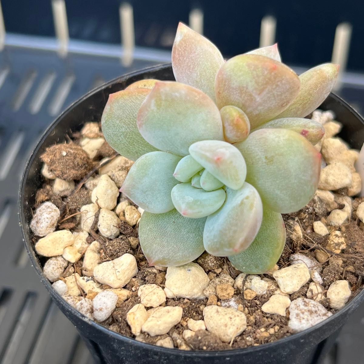 多肉植物　ラウリンゼ抜き苗