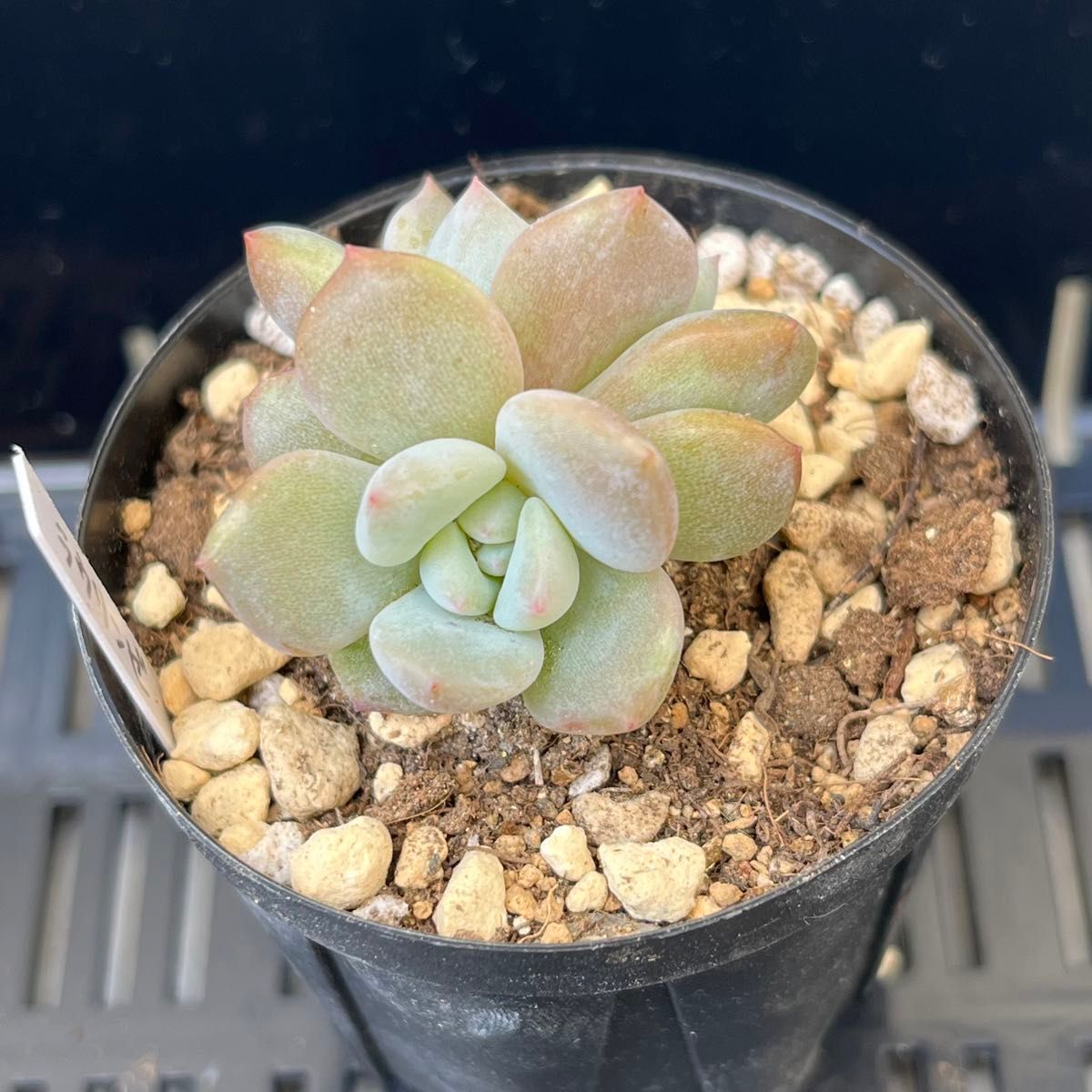 多肉植物　ラウリンゼ抜き苗