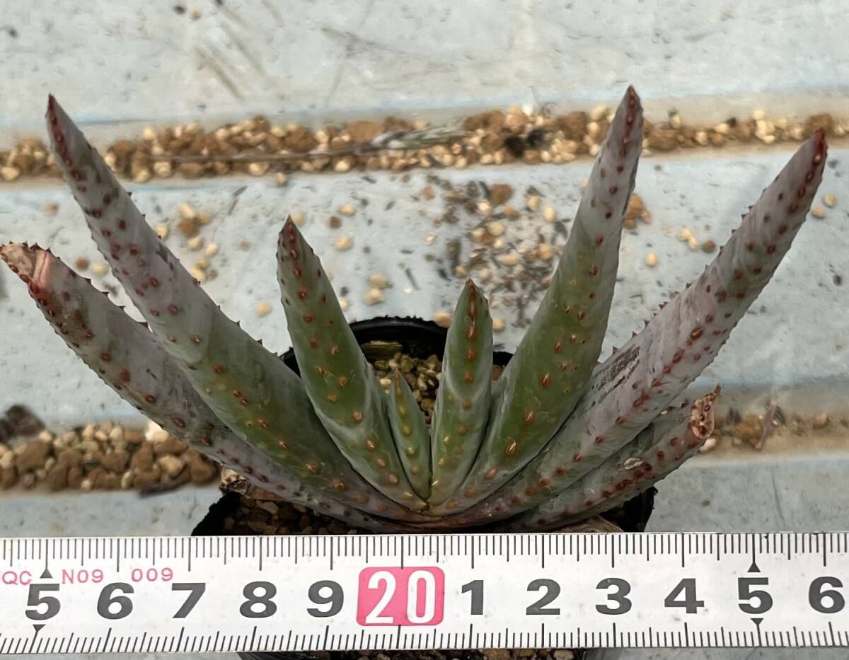  алоэ Aloe compressa var.schistophila (4 листов глаз справка изображение )