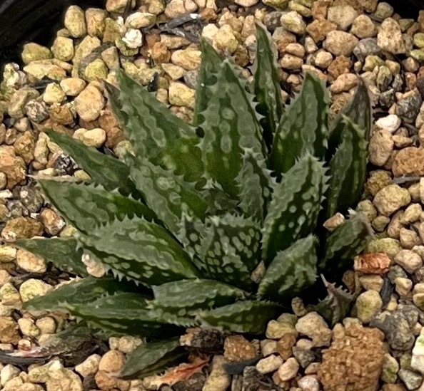 ハオルチア　Haworthia variegata var.modesta JDV86/68 Kathoek_画像1