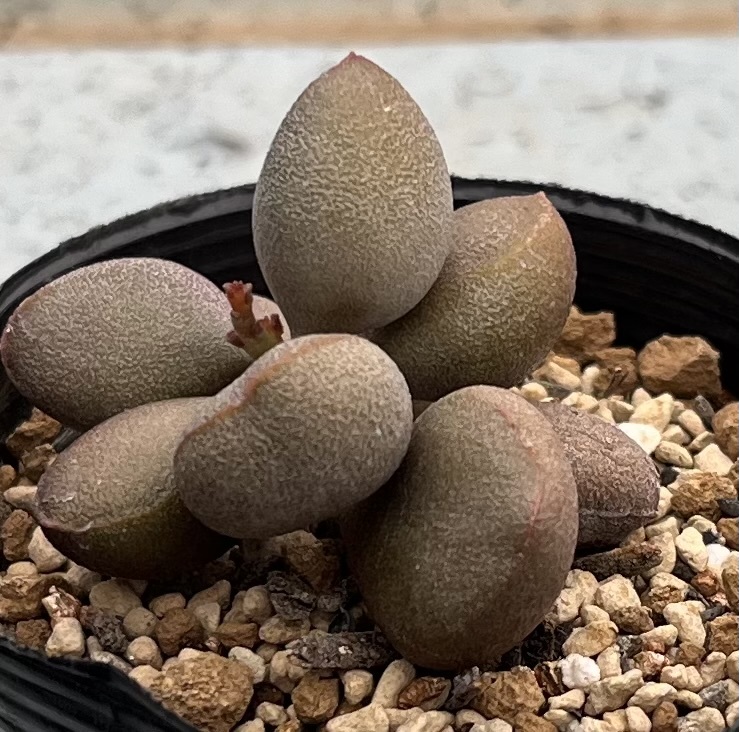 アドロミスクス　Adromischus marianiae ’little spheroid’ Naroegas Se Berg_画像2