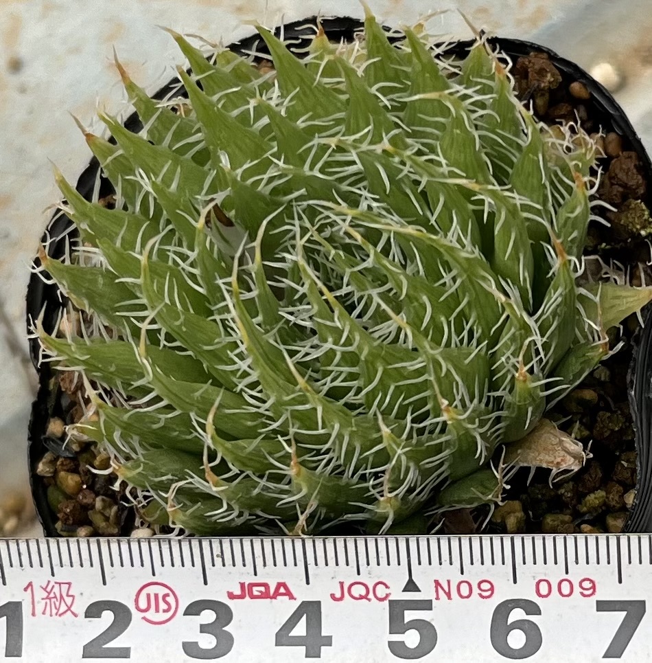 ハオルチア　Haworthia decipiens var.virella MBB7023 Ebenezer, SE Pearston_画像4