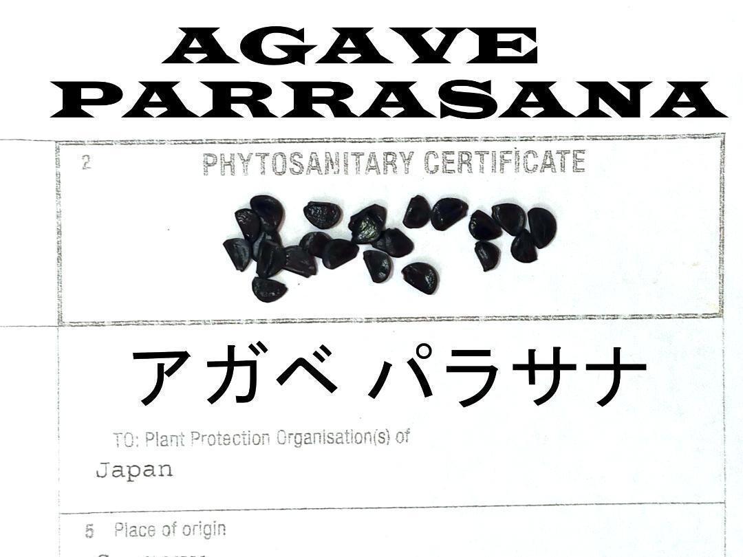 5月入荷 10粒+ アガベ パラサナ 証明書あり 種 種子_画像1