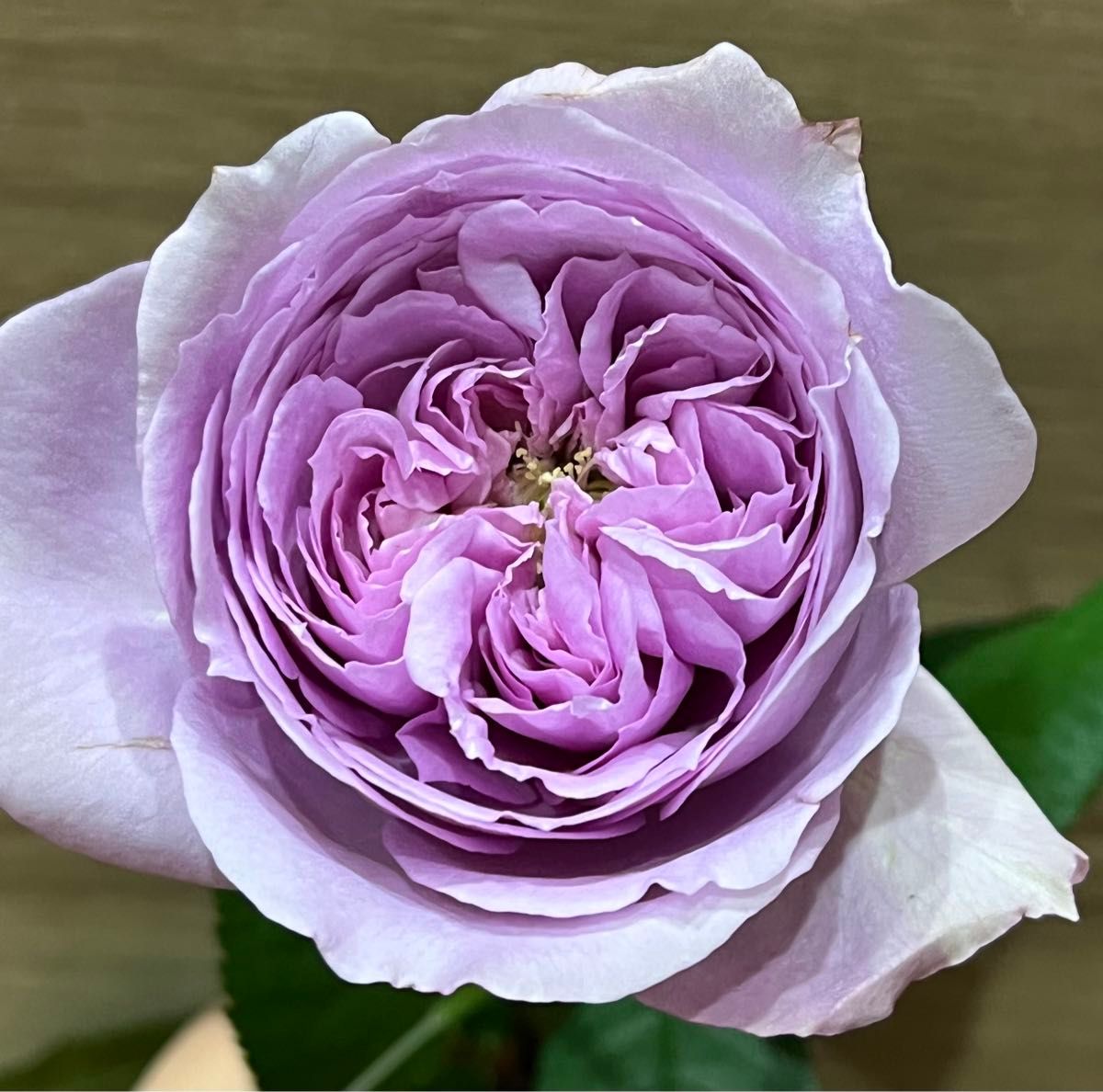 レア　切花品種　強香　紫色　リパルティール　バラ苗