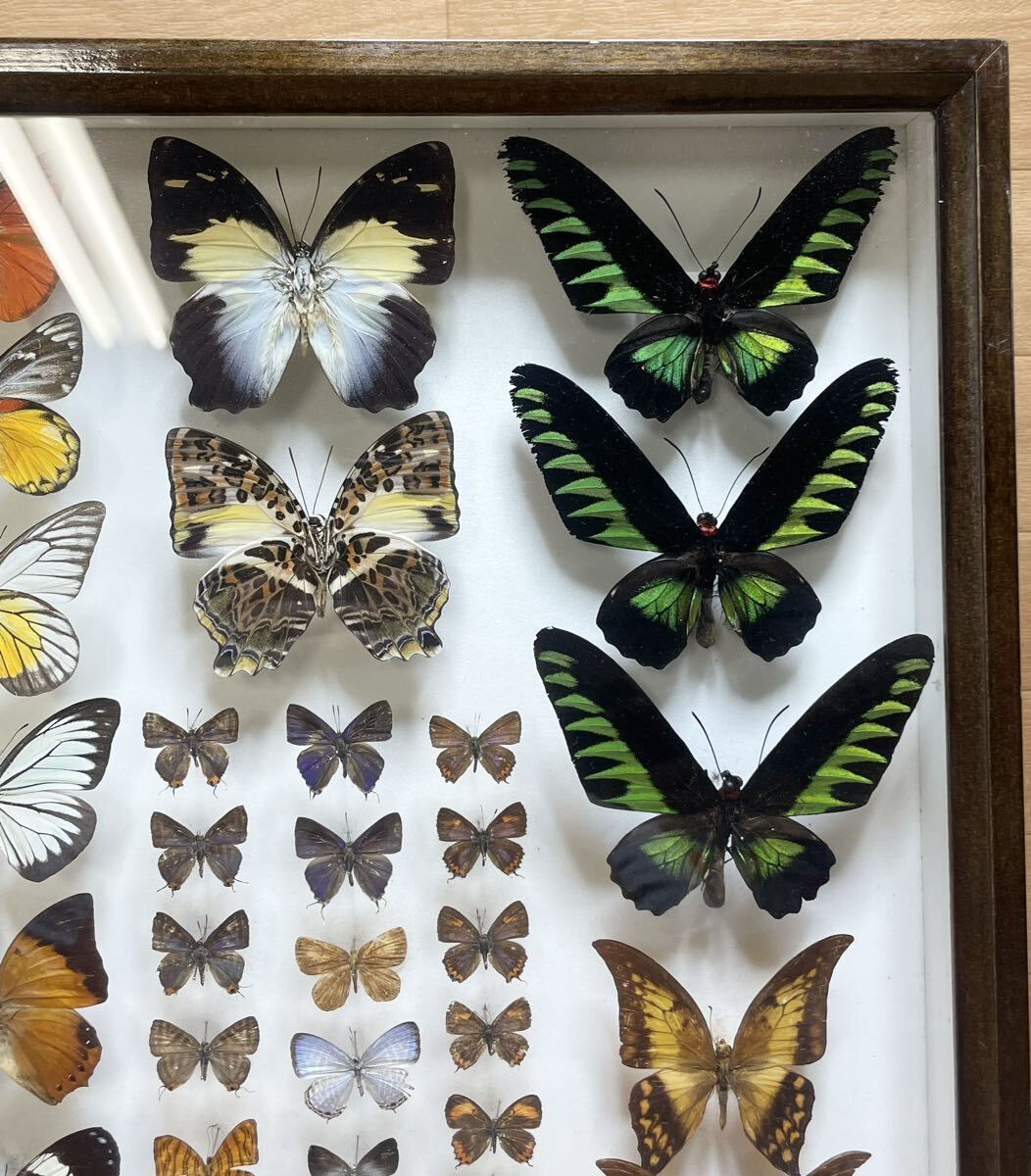 rare! butterfly specimen Germany box butterfly . foreign? Japan? treasure collector that time thing Vintage B26