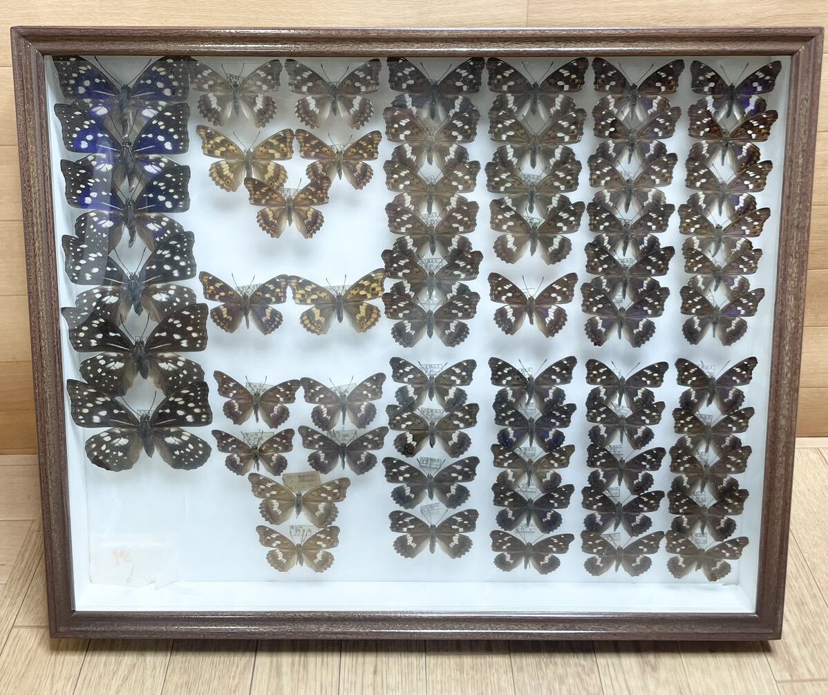  rare! butterfly . today book@ abroad? Germany box butterfly . Nagano prefecture Ishikawa prefecture treasure collector that time thing ⑰