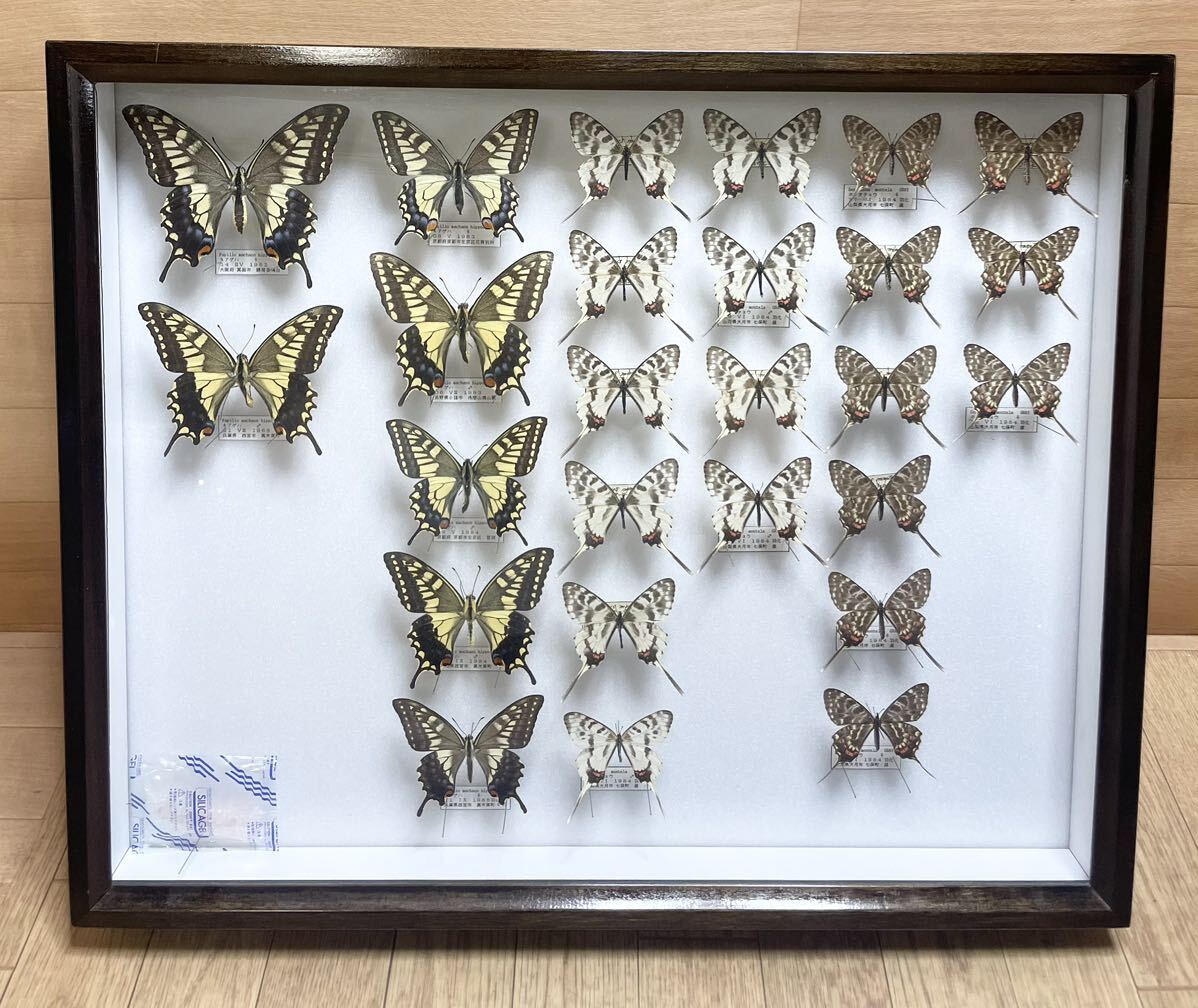  rare! butterfly specimen Kia ge is ho soochou etc. Germany box butterfly . Yamanashi prefecture Hyogo prefecture Nagano prefecture Kyoto (metropolitan area) Osaka (metropolitan area) treasure collector that time thing ⑲