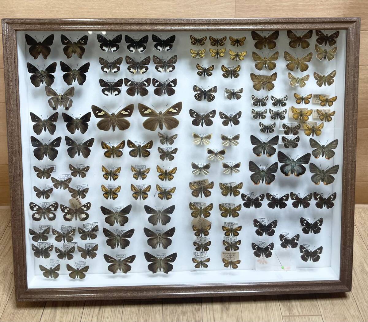  rare! butterfly specimen Germany box Japan butterfly butterfly . Yamaguchi Kyoto Gifu Okinawa etc. . collector that time thing Vintage B28