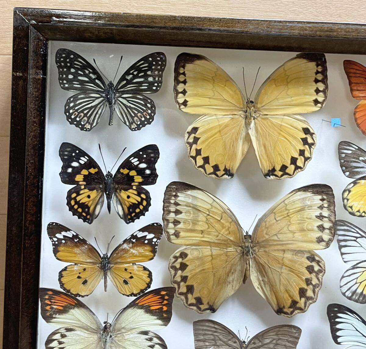  rare! butterfly specimen Germany box butterfly . foreign? Japan? treasure collector that time thing Vintage B26