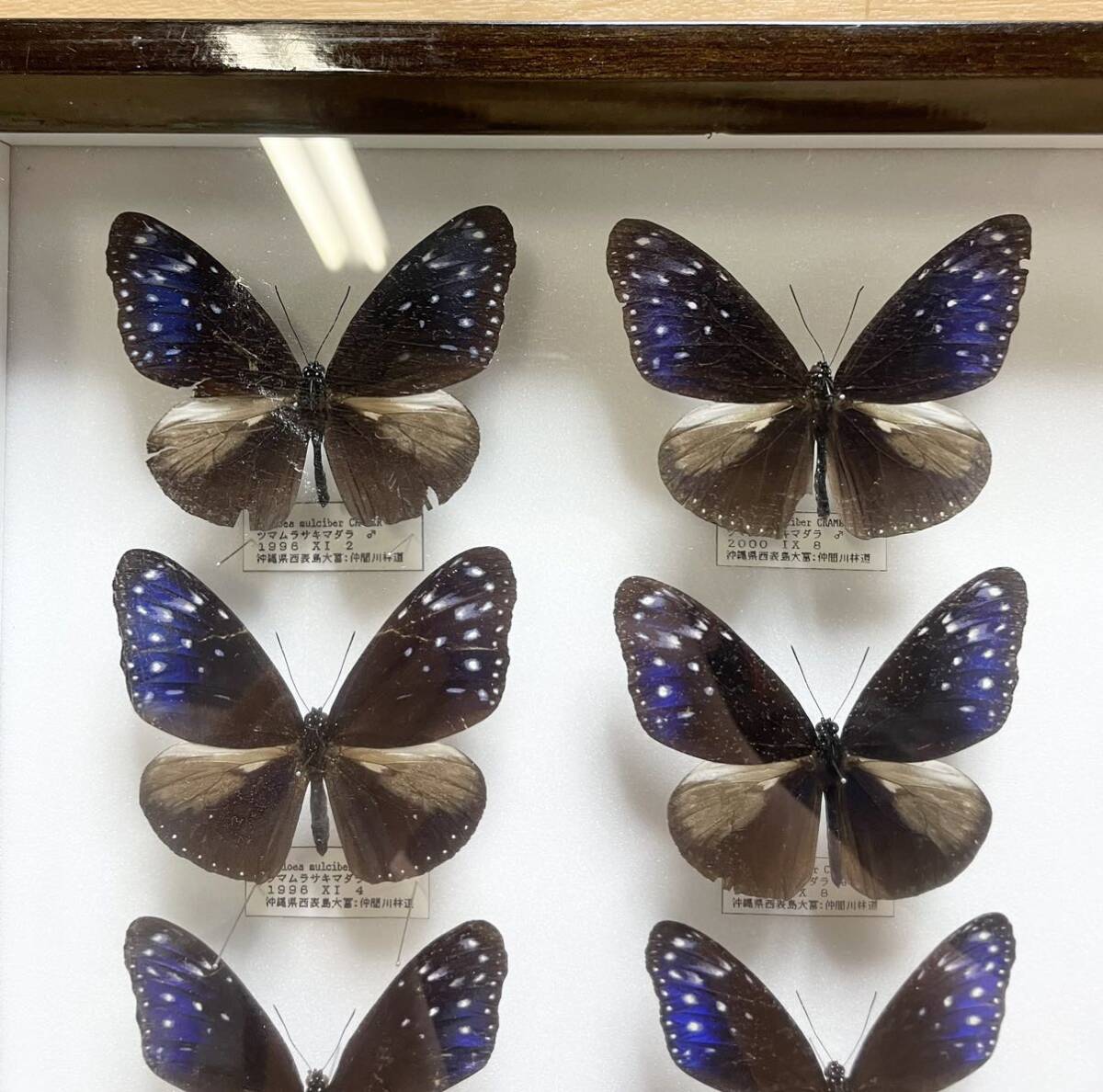  редкий! бабочка образец tsuma фиолетовый madala Германия коробка бабочка .1996 год и т.п. Okinawa префектура сокровище collector подлинная вещь D12