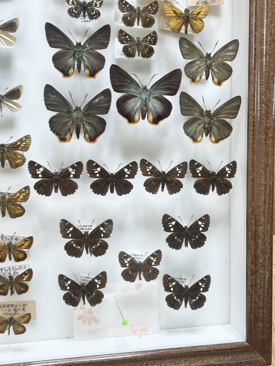  rare! butterfly specimen Germany box Japan butterfly butterfly . Yamaguchi Kyoto Gifu Okinawa etc. . collector that time thing Vintage B28
