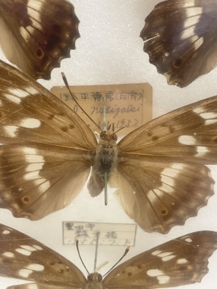  rare! butterfly . today book@ abroad? Germany box butterfly . Nagano prefecture Ishikawa prefecture treasure collector that time thing ⑰