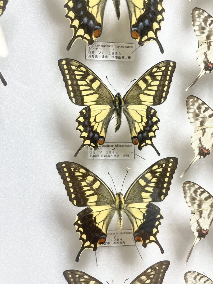  rare! butterfly specimen Kia ge is ho soochou etc. Germany box butterfly . Yamanashi prefecture Hyogo prefecture Nagano prefecture Kyoto (metropolitan area) Osaka (metropolitan area) treasure collector that time thing ⑲
