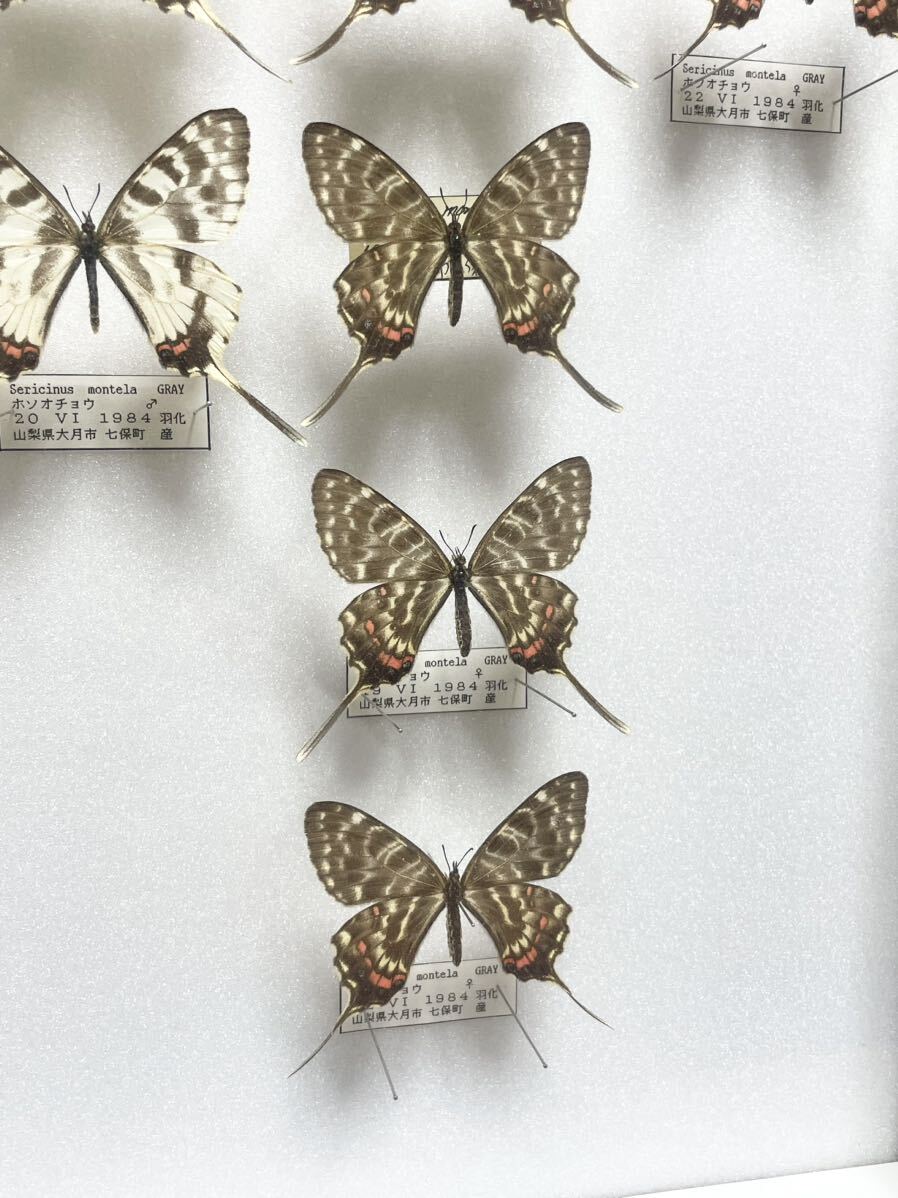  rare! butterfly specimen Kia ge is ho soochou etc. Germany box butterfly . Yamanashi prefecture Hyogo prefecture Nagano prefecture Kyoto (metropolitan area) Osaka (metropolitan area) treasure collector that time thing ⑲