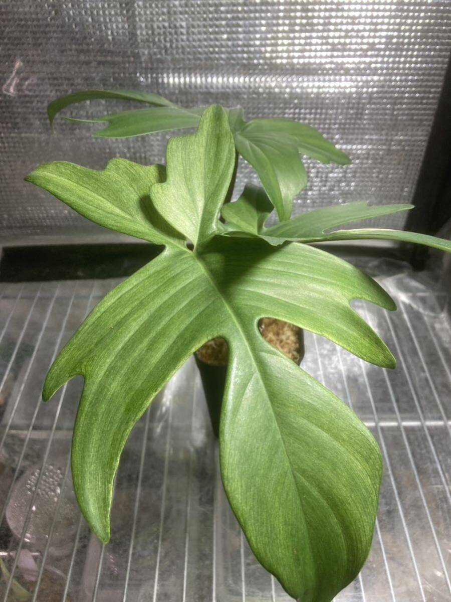 philodendron Florida ghostの画像1