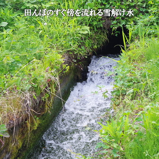  рыба болото производство Koshihikari юг рыба болото соль . Koshihikari сухой musenmai 20kg(5k×4). мир 5 год производство 