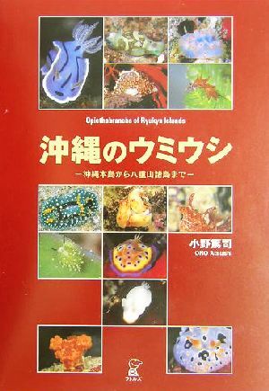 沖縄のウミウシ 沖縄本島から八重山諸島まで／小野篤司(著者)_画像1