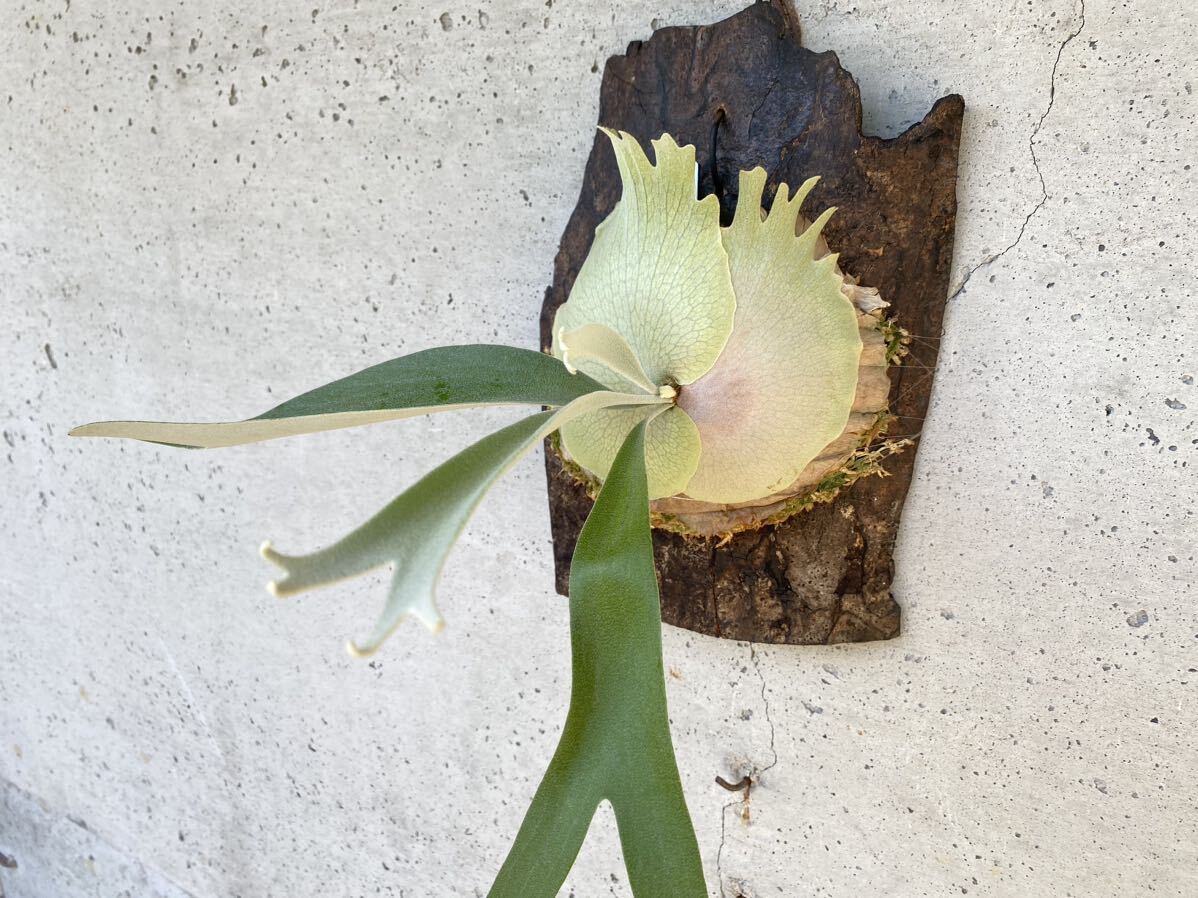 P.White monkey staghorn fern Platycerium 