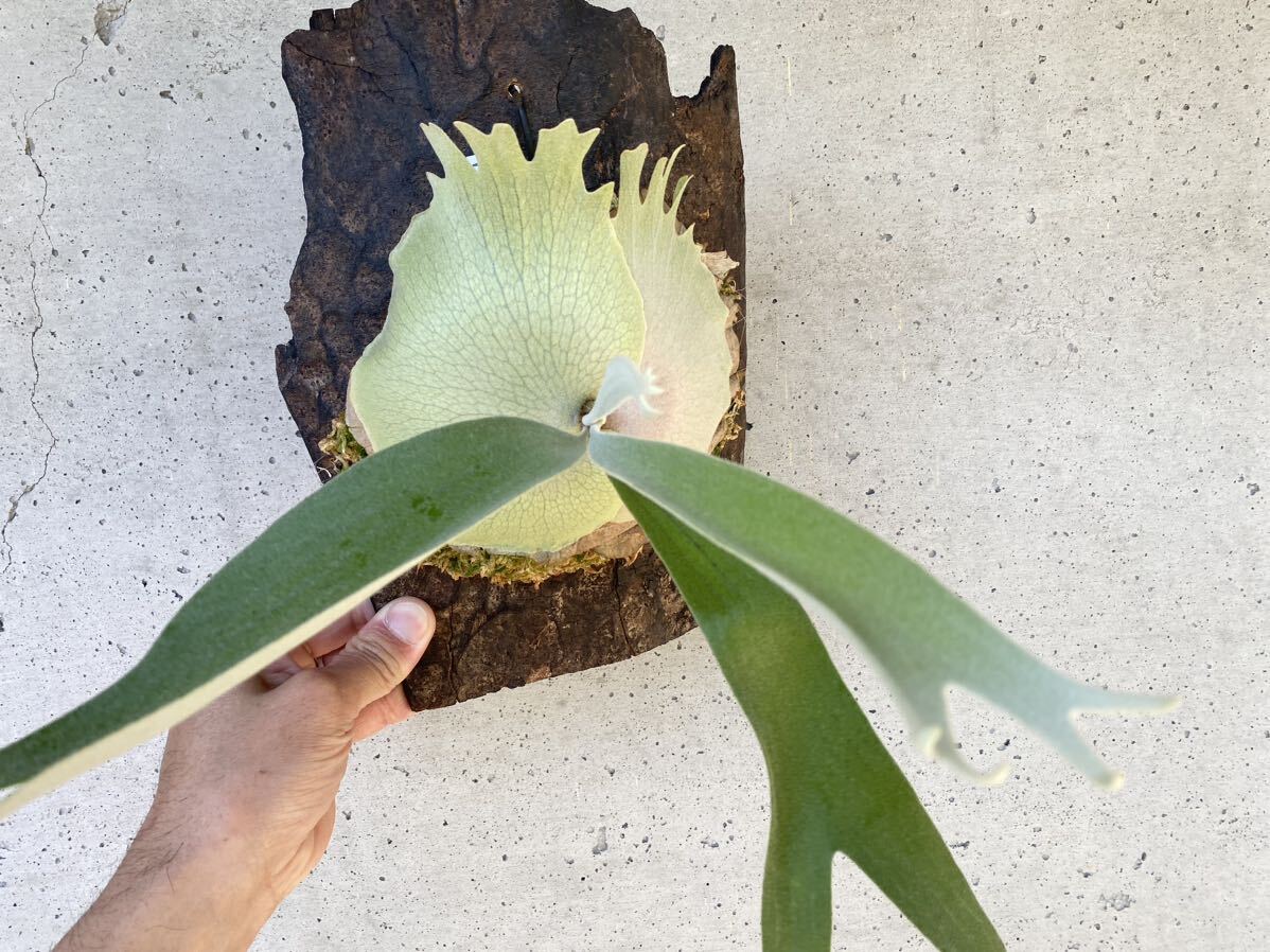 P.White monkey staghorn fern Platycerium 