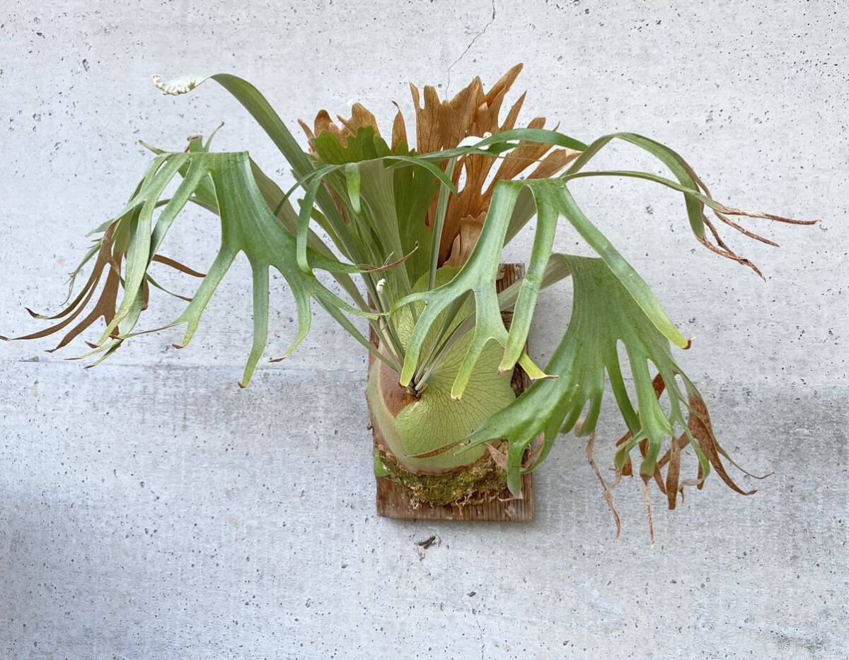 P.ss foong original staghorn fern Platycerium 