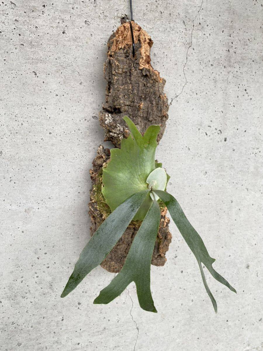 P. willinckii dwarf tatuta sporelingwi Lynn key staghorn fern Platycerium cork 