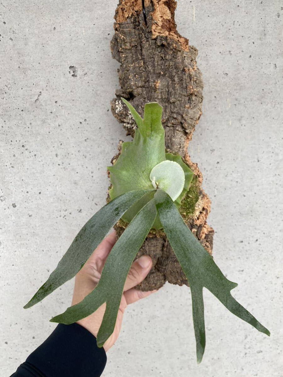 P. willinckii dwarf tatuta sporelingwi Lynn key staghorn fern Platycerium cork 