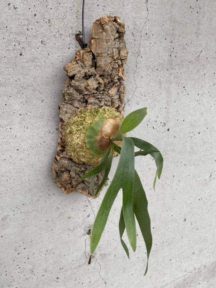 P.Banna #A staghorn fern Platycerium cork 