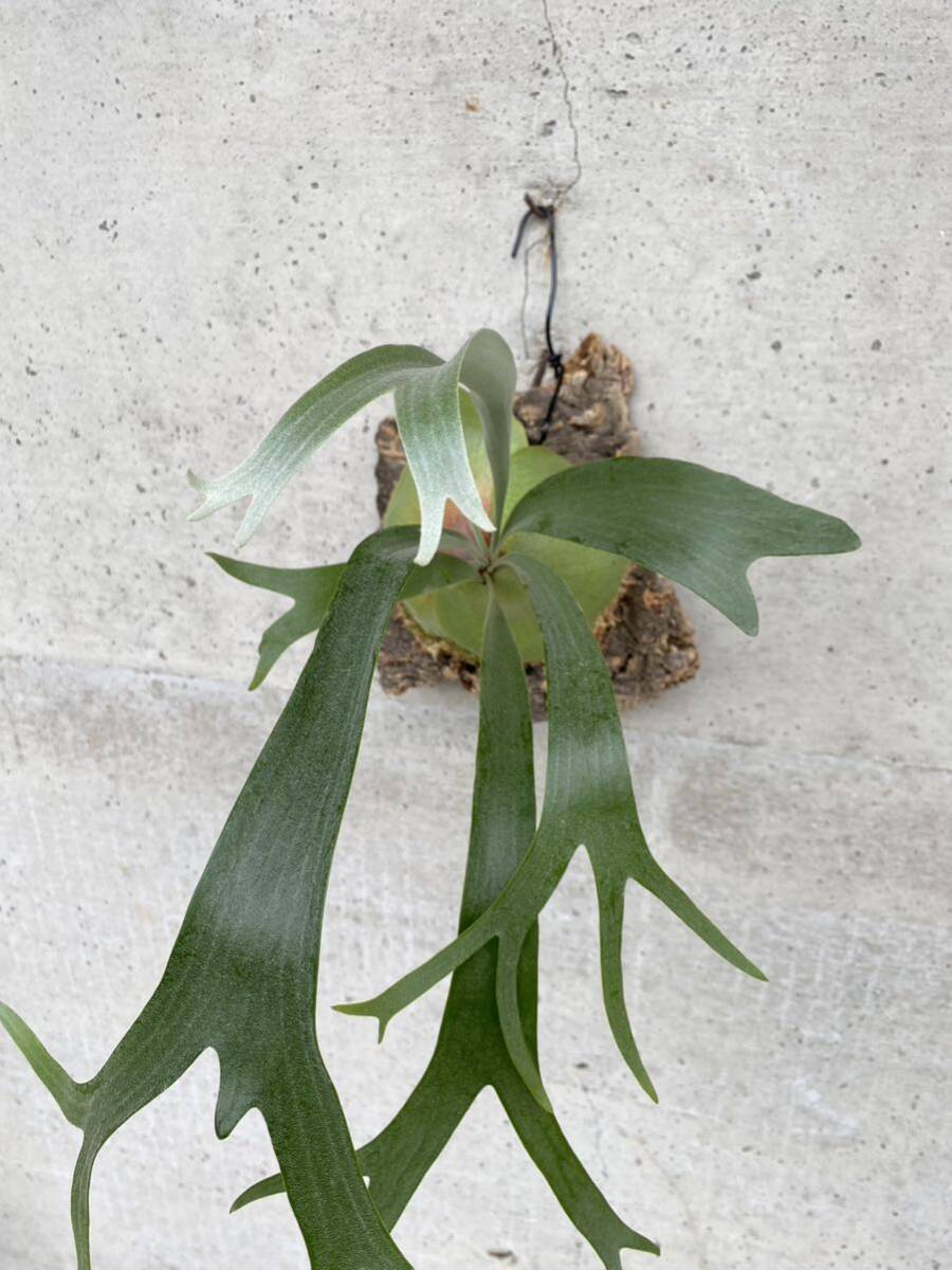 P.Littlefinger#c staghorn fern Platycerium cork 