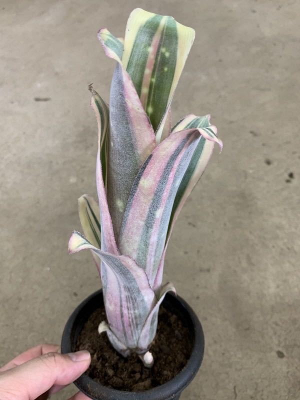 . ввод Bill bell механизм * Louis -zBillbergia \'Louise\'