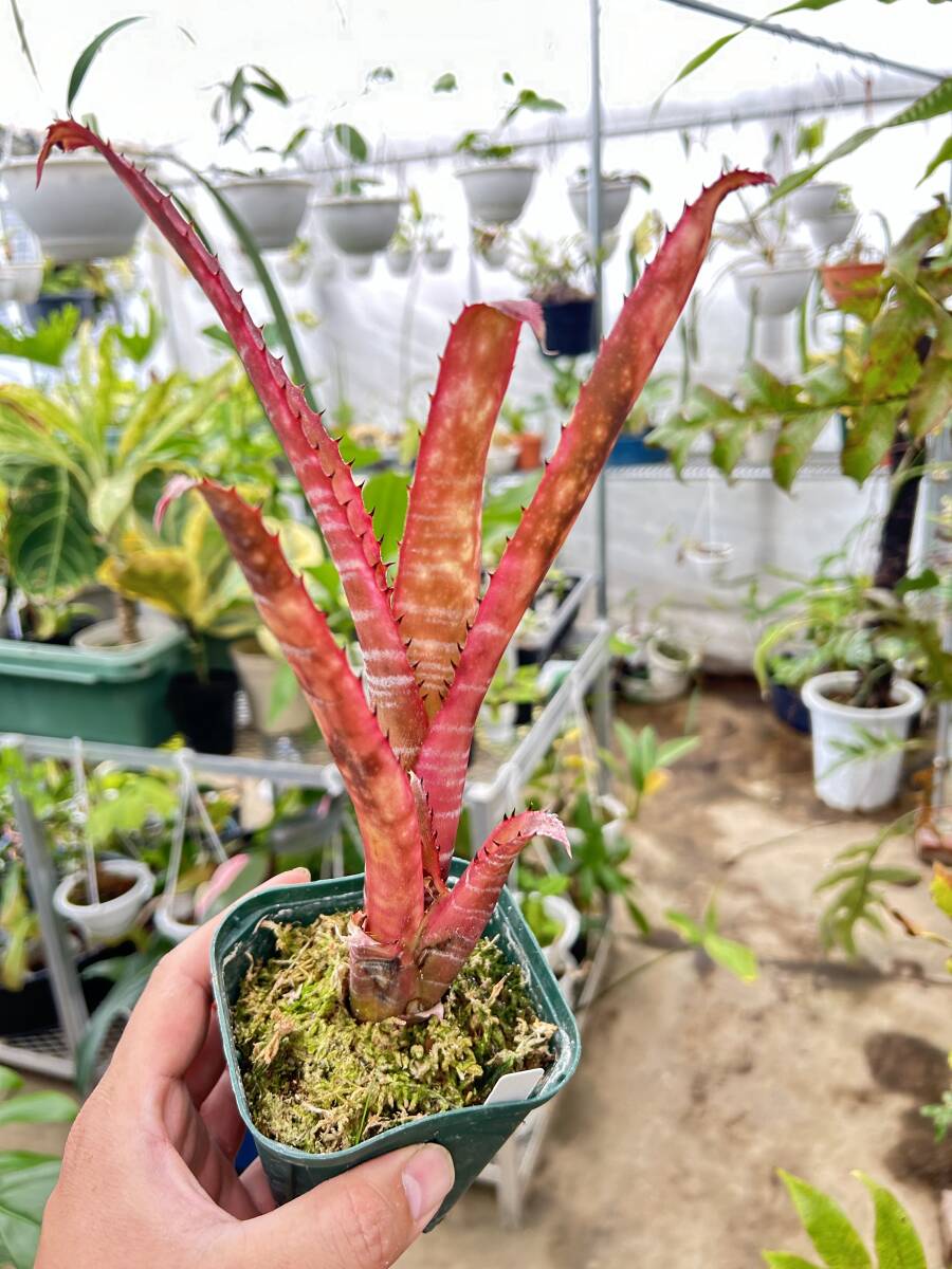 ビルベルギア・ラビアンローズ　Billbergia La Vie en Rose (B.Hallelujah x kuhlmannii)_画像3