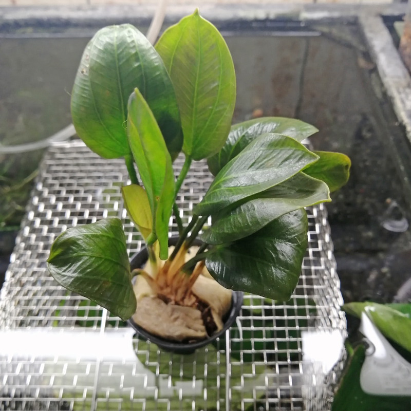  Echinodorus o Park sverute производство 1 pot Echinodorus opacus Verdeo упаковка s