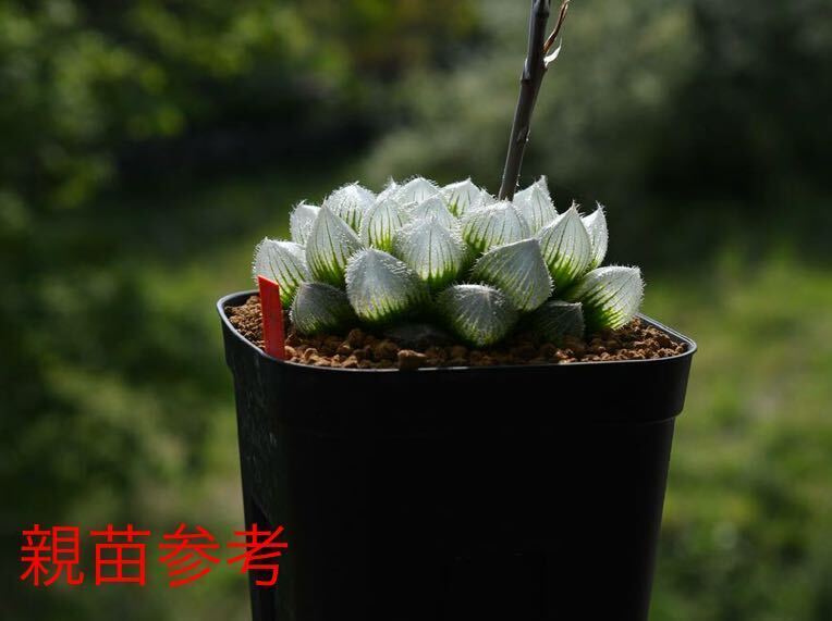 ハオルチア 交配種 多肉植物_画像5