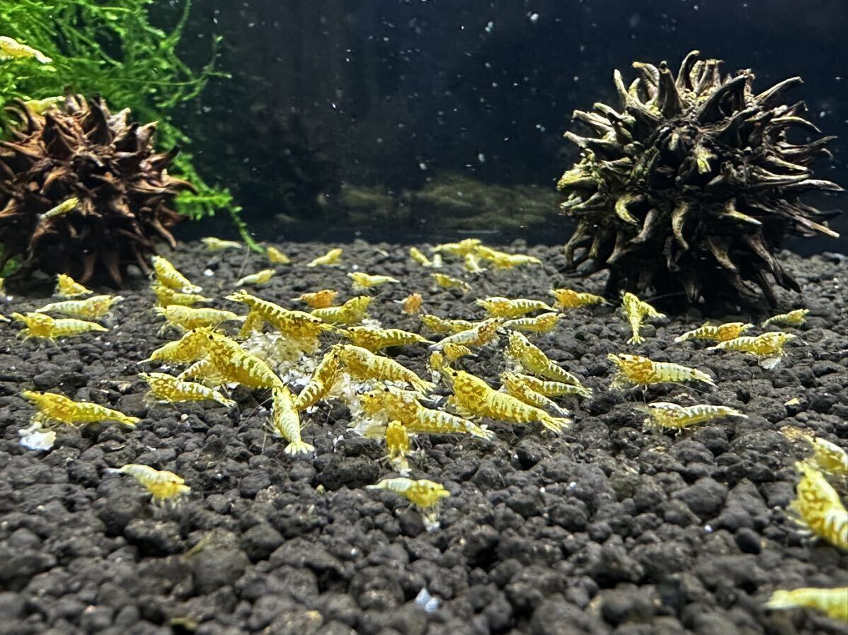 【Snow shrimp】 《Snow GOLD》 GOLD GALAXY。特別出品ハイグレード6匹セット即決決済あり^_^わくわくです(^^)_出品水槽