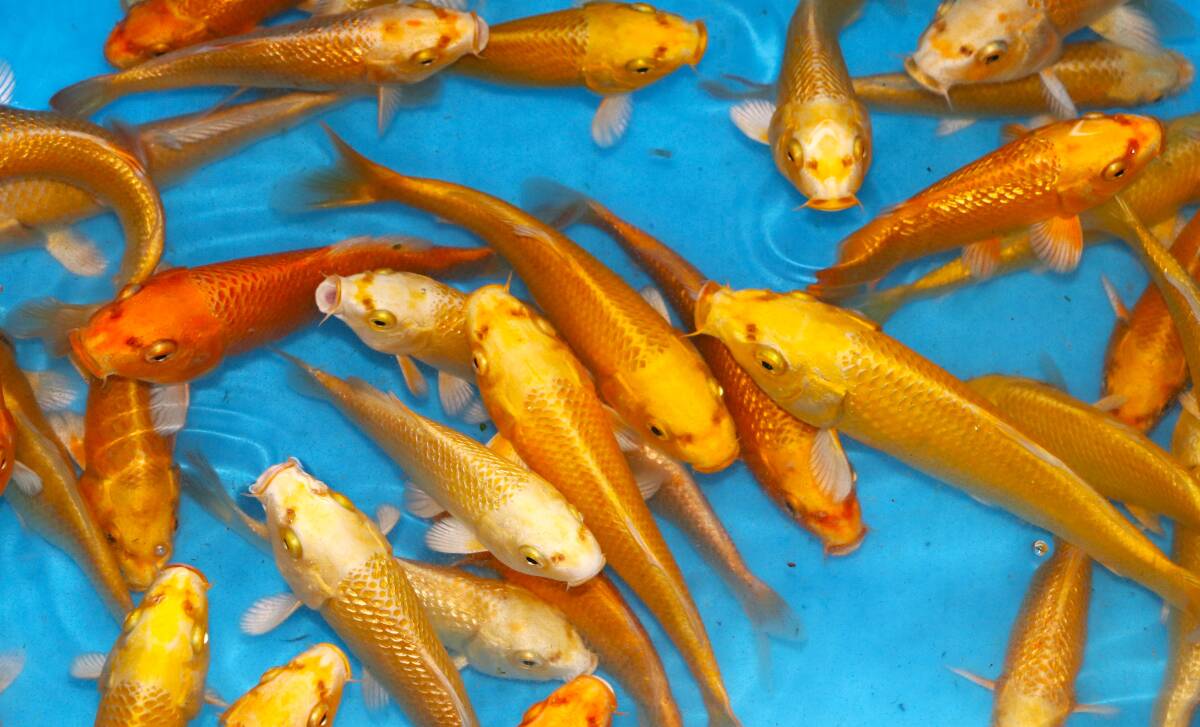 *. height colored carp cheap establish common carp city mountain blow yellow gold 15~20 centimeter leaving a decision to someone else 5 pcs set cheap individual *