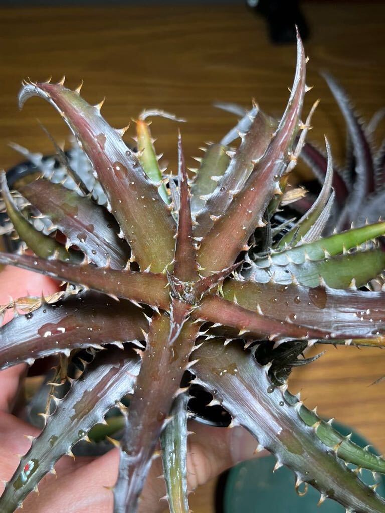 【4株セット】ディッキア リトルウィング Dyckia Little Wing他3種の画像9