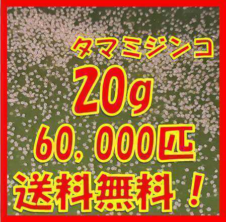 タマミジンコ20g+α60,000匹「めだか金魚熱帯魚の生き餌に！」の画像1