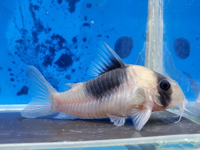 コリドラス　ニューショートノーズスーパービコロール　体長5～6センチほど　ナマズ　熱帯魚_画像2