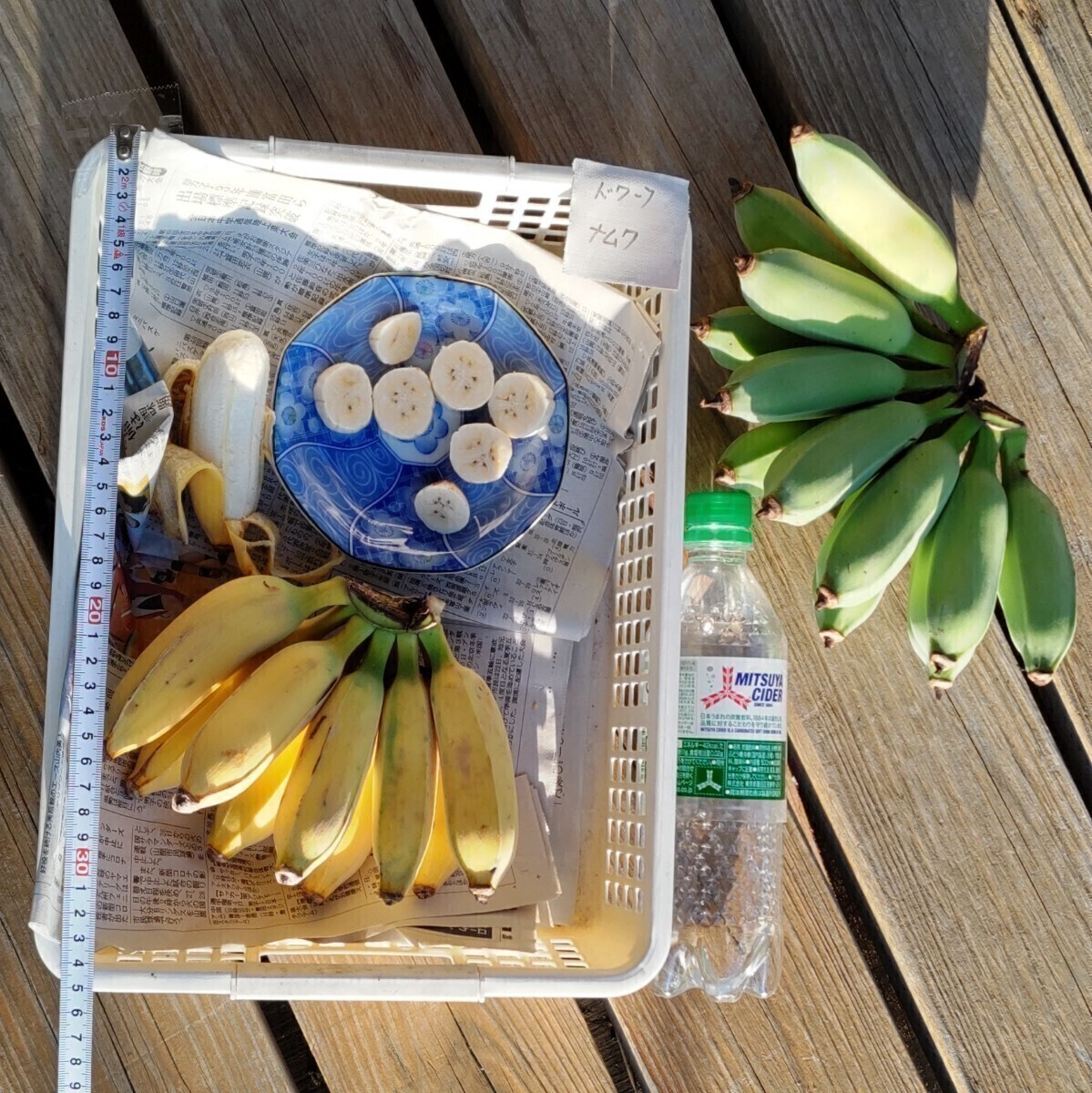 5苗セット ドワーフナムワ　バナナ苗 　総重量約21㎏　デザートバナナ　オススメの品種　160サイズ発送　_画像5