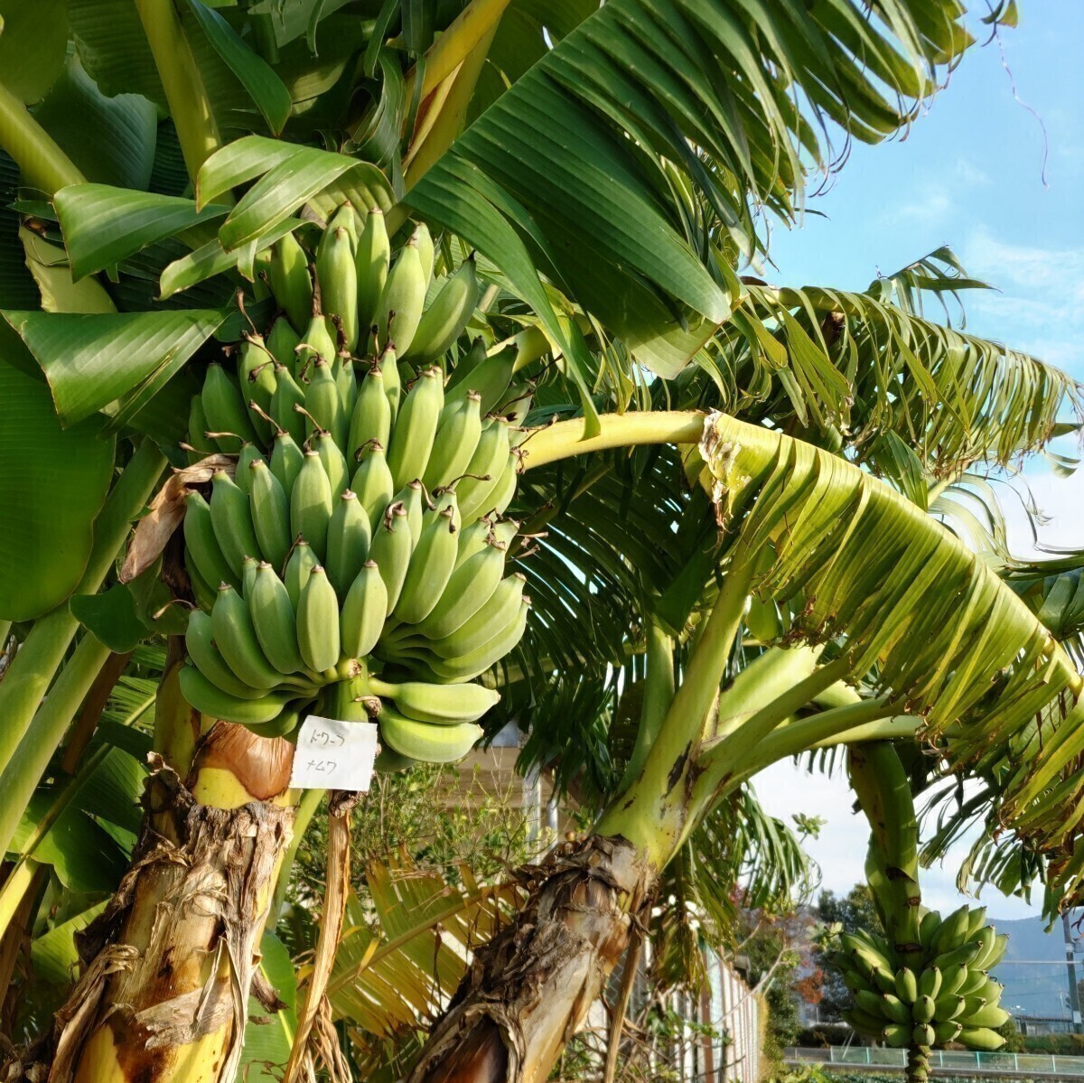 5苗セット ドワーフナムワ　バナナ苗 　総重量約21㎏　デザートバナナ　オススメの品種　160サイズ発送　_画像4