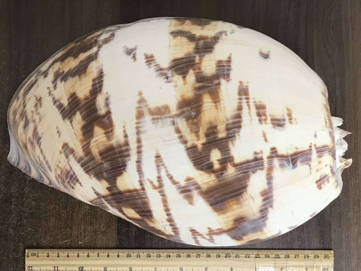 M335 貝殻 標本 ヤヨイハルカゼ イナヅマツノヤシガイ 貝 約400㎜ 約320㎜ 約195㎜ 3個セットの画像4