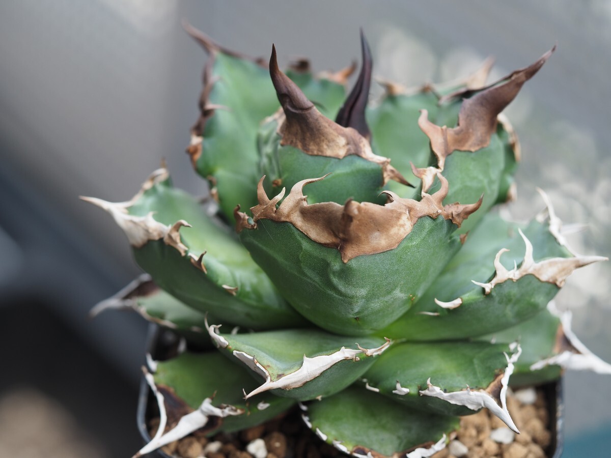 アガベ チタノタ 白犀牛 Kelly Clone（子株） AGAVE TITANOTA_画像2