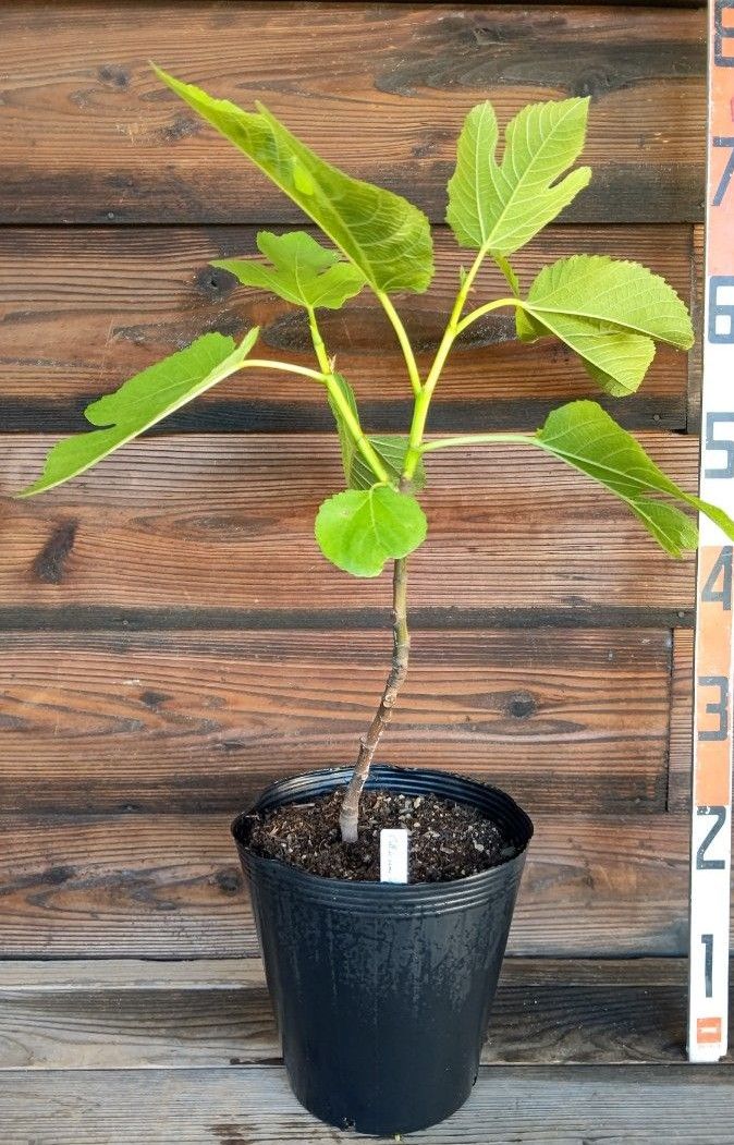 Cul Dama Variegato イチジク いちじく 穂木 苗 coll dama variegato いちじく苗｜Yahoo!フリマ（旧PayPayフリマ）