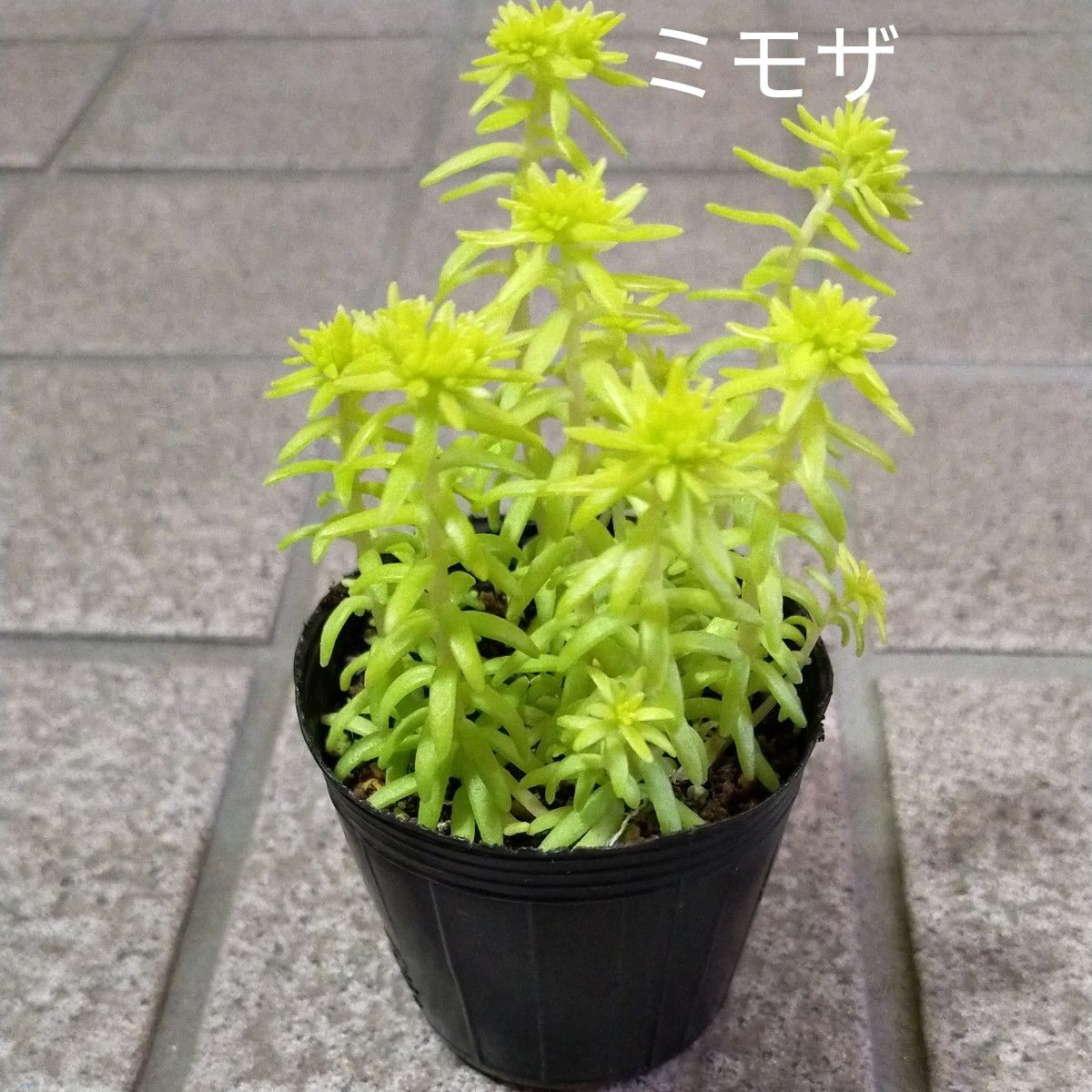 ④多肉植物9種類・丸葉万年草・斑入り丸葉万年草・黄金丸葉万年草・レモンボール・ブロウメアナ・ミモザ・黄金細葉万年草リトルフロッジー