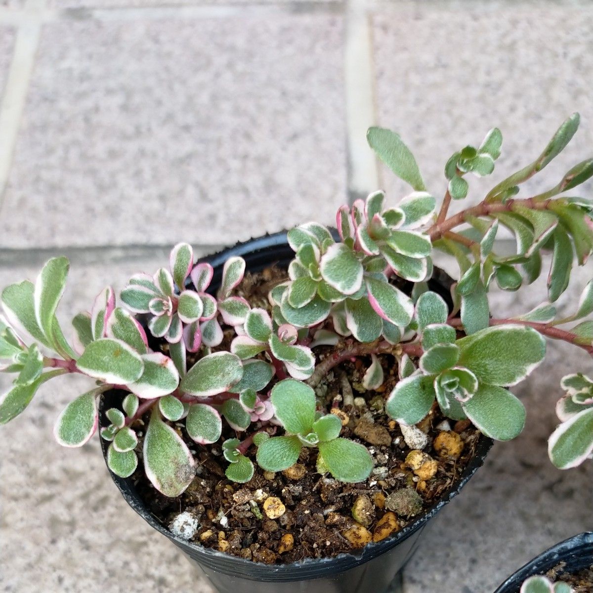 多肉植物・トリカラー抜き苗・ネコポス発送