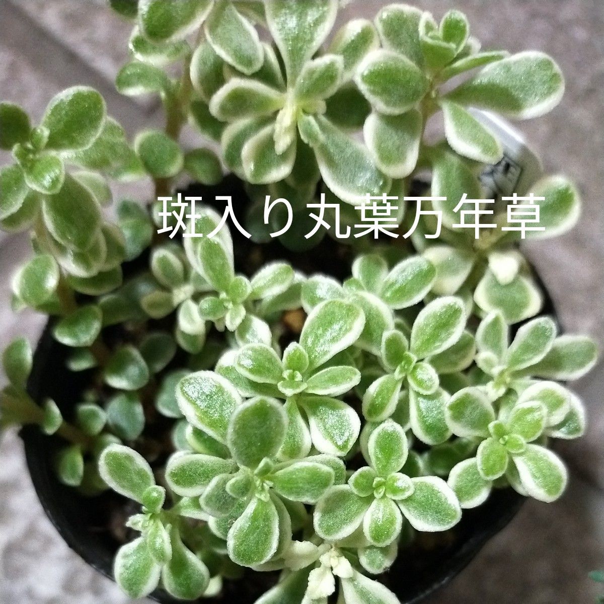 ②多肉植物・斑入り丸葉万年草・黄金丸葉万年草・丸葉万年草・黄金細葉万年草・パリダム・5種類まとめ売り・抜き苗・ネコポス発送