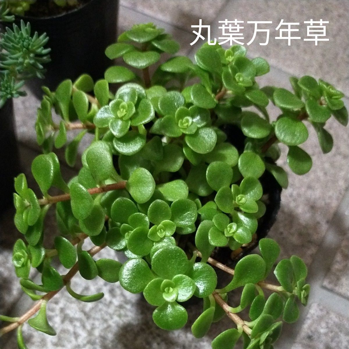 ②多肉植物・斑入り丸葉万年草・黄金丸葉万年草・丸葉万年草・黄金細葉万年草・パリダム・5種類まとめ売り・抜き苗・ネコポス発送