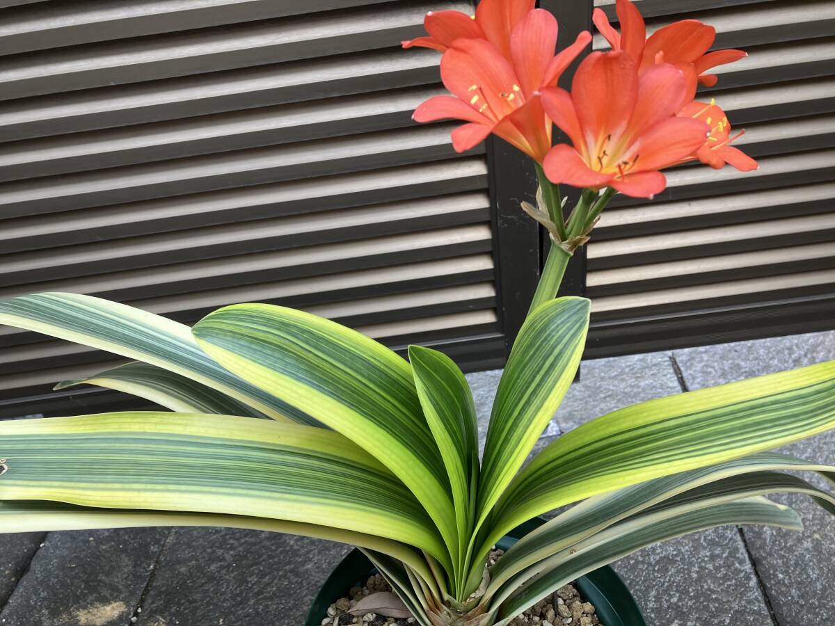 knsi Ran .. orchid . wheel orange flower 