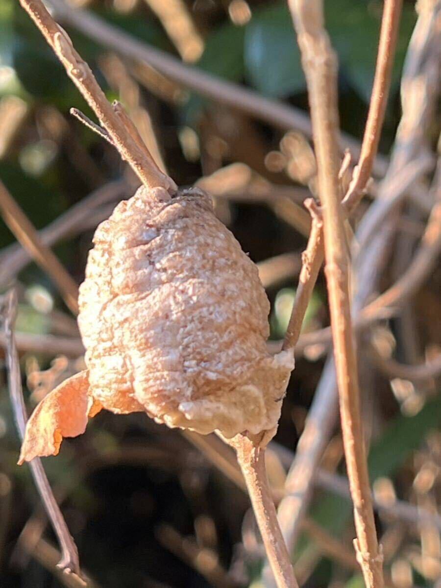 ☆オオカマキリの卵 小粒20個 天然採取 茨城県産 カマキリ☆定形外郵便全国一律140円の画像1