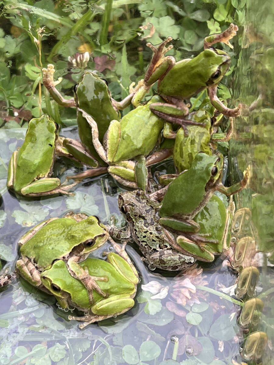 ☆アマガエル20匹　天然採取☆サイズ27〜33mm前後　茨城県産_画像3