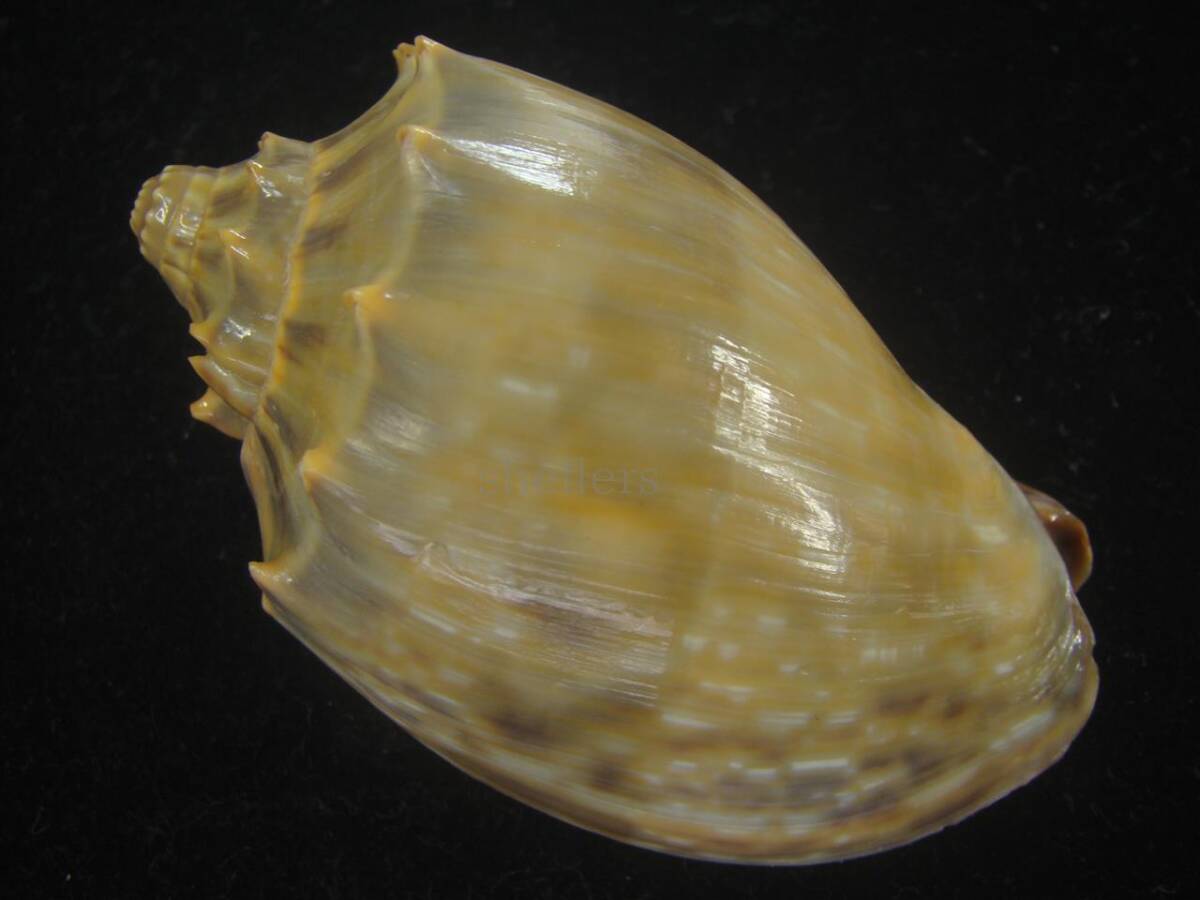 貝 標本 ウグイスミユキコオロギ 濃色 大 老成の画像2